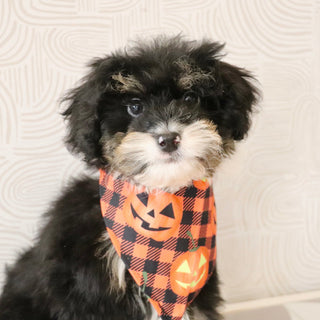 Oscar *PRE-TRAINED* - Available 11/9