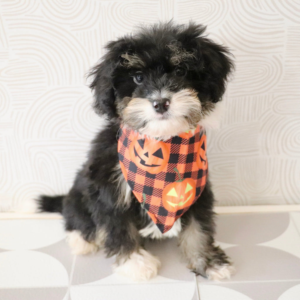 Oscar *PRE-TRAINED* - Available 11/9