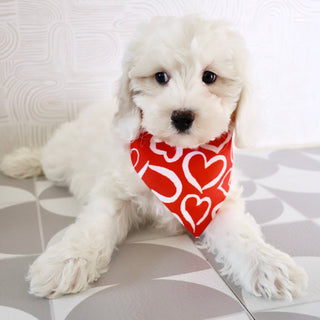 Joey - Available Now