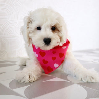 Emmitt - Available Now