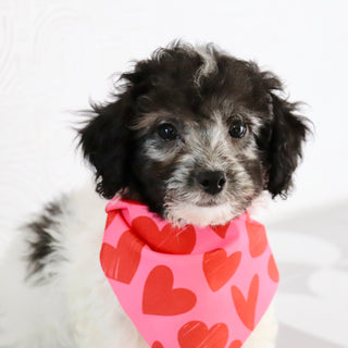 Teddy - Available Now