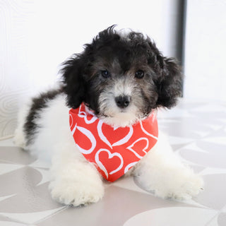 Robin - Available Now