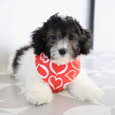 Robin - Available Now