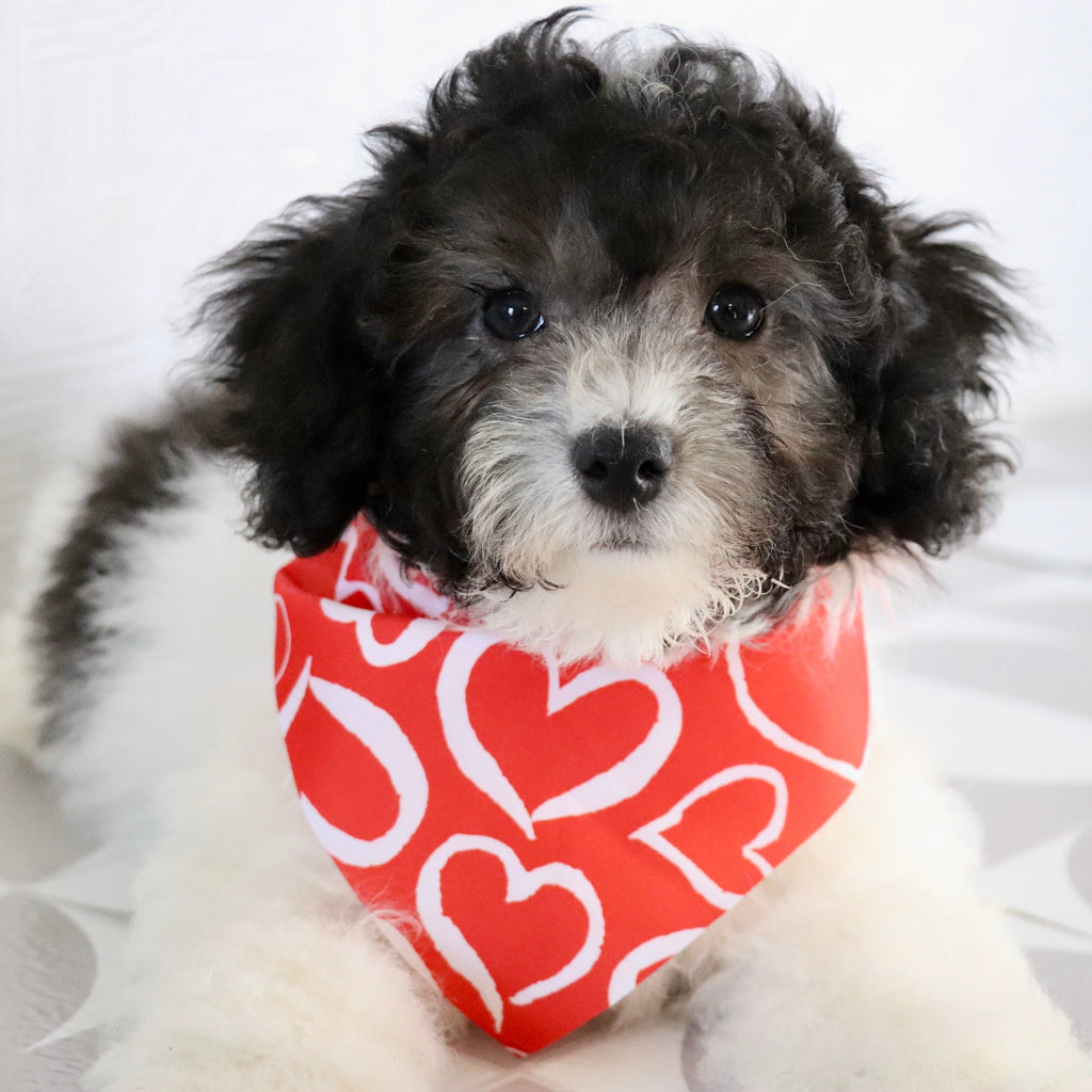 Robin - Available Now