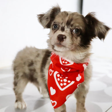 Herbert - Available Now