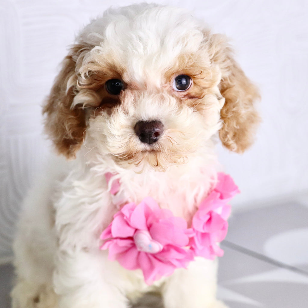 Arianna - Available Now