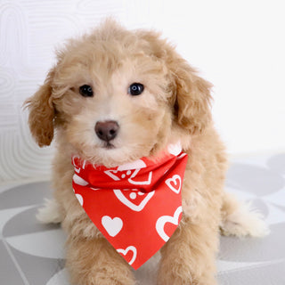 Turtle - Available Now