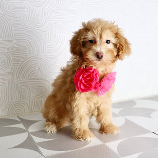 Aran - Available Now