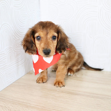 Luther - Available Now