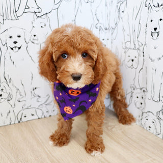 Vicky - Available Now