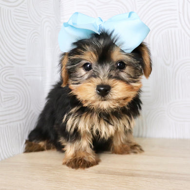 Trina - Available Now