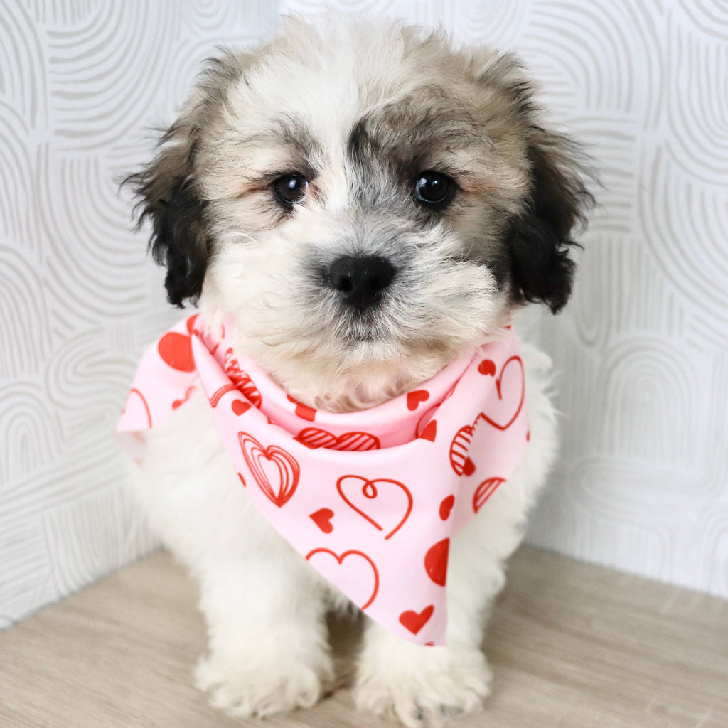 Carl - Available Now