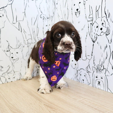 Birdie *PRE-TRAINED* - Available 11/23