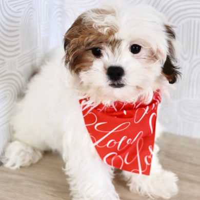 Pala - Available Now