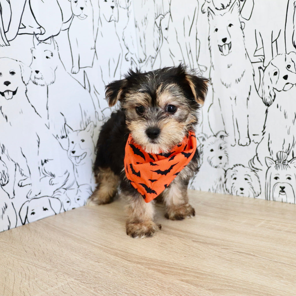 Bodie - Available 10/25