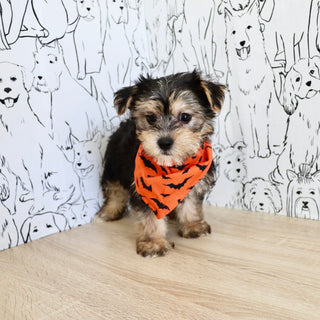 Bodie - Available 10/25