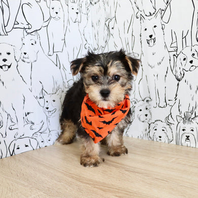 Bodie - Available 10/25