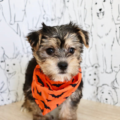 Bodie - Available 10/25