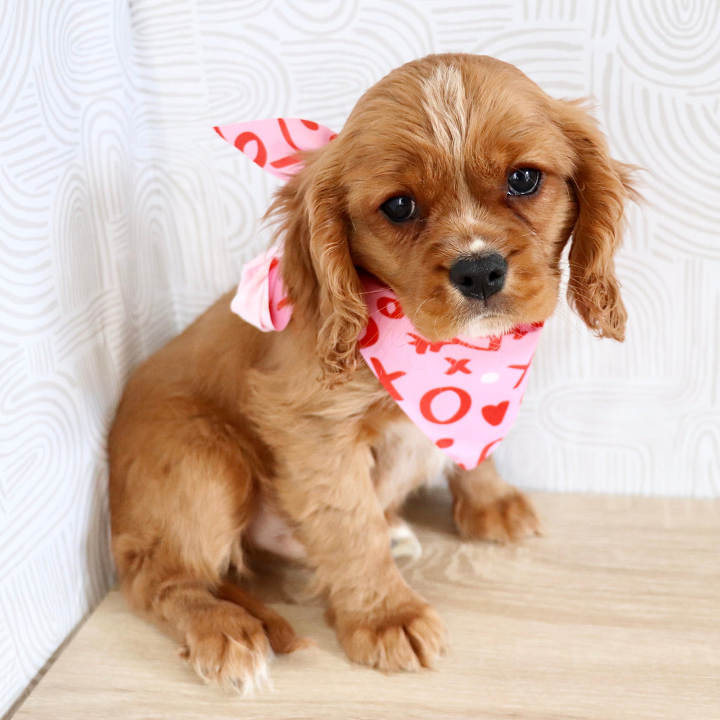 Frito - Available Now