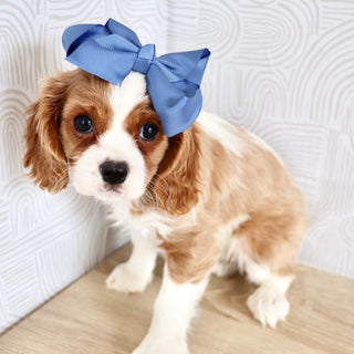 Madonna - Available Now