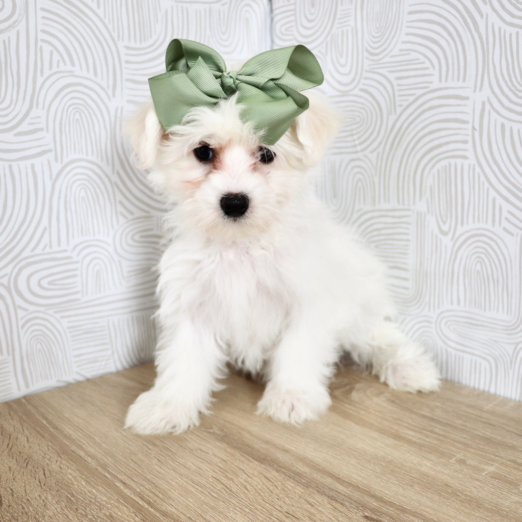 Reese - Available Now