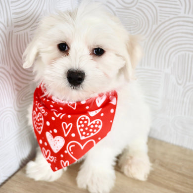 Riley - Available Now