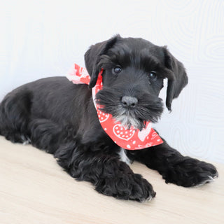 Cadet - Available Now