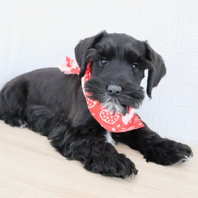 Cadet - Available Now