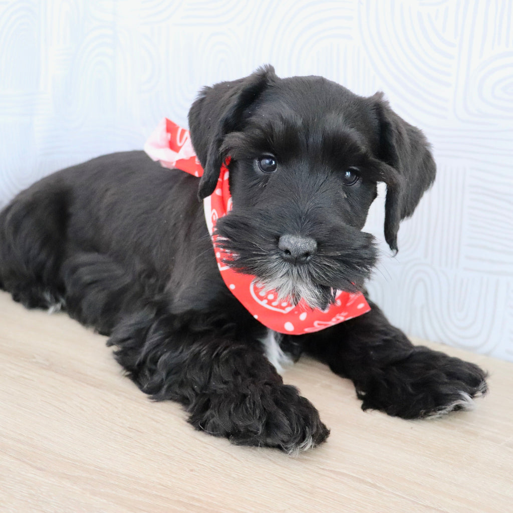 Cadet - Available Now