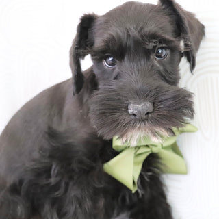 Zest - Available Now