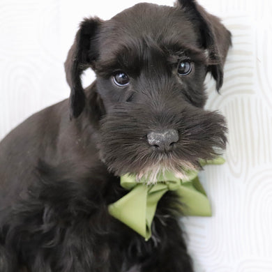 Zest - Available Now