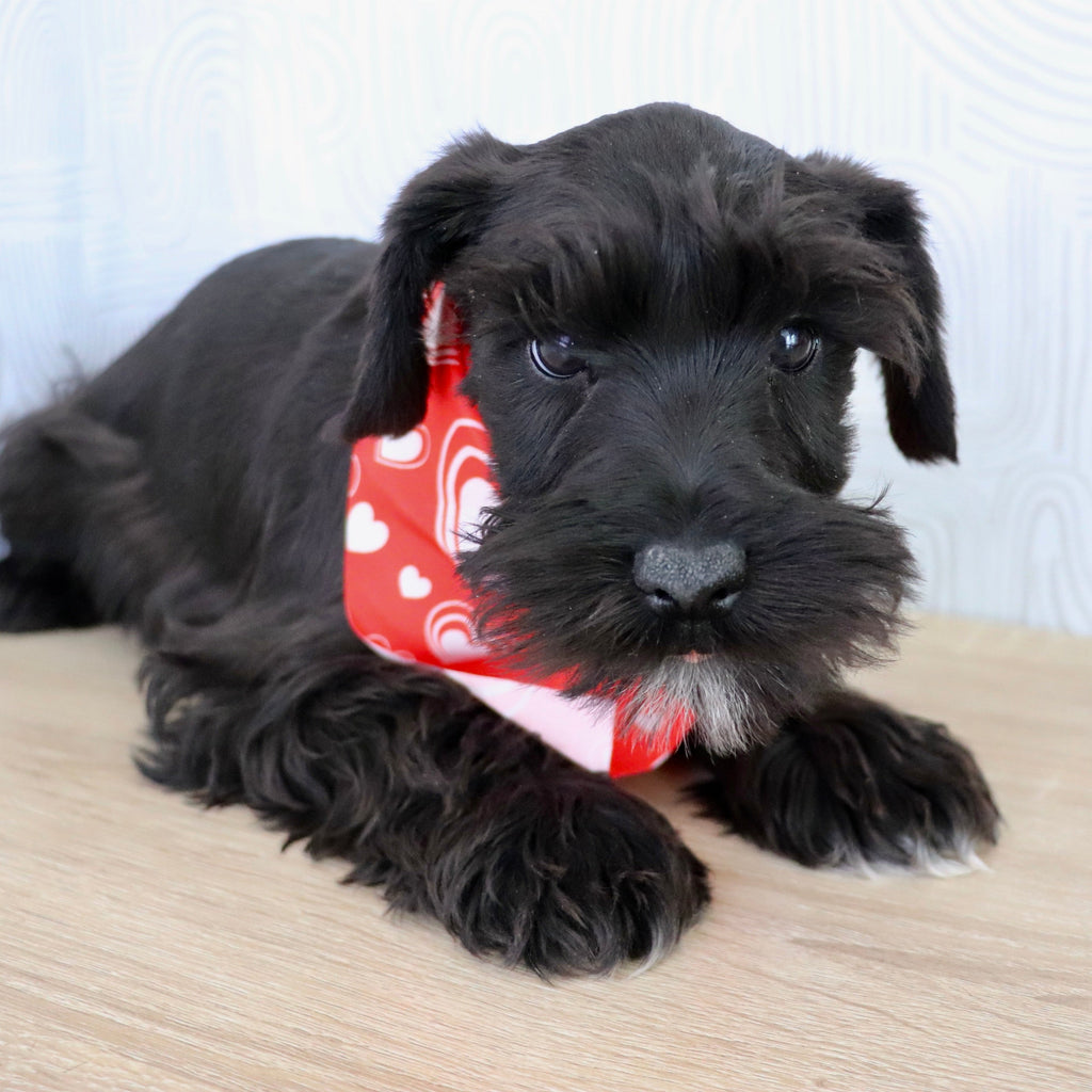 Kennedy - Available Now