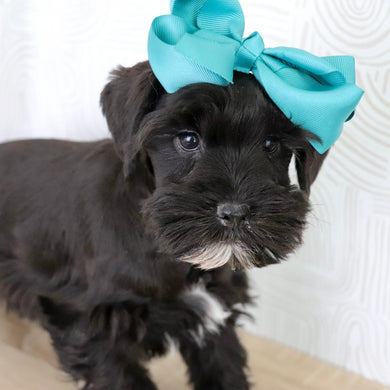 Maisy - Available Now