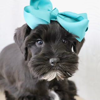 Maisy - Available Now