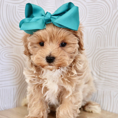 Tilda - Available Now