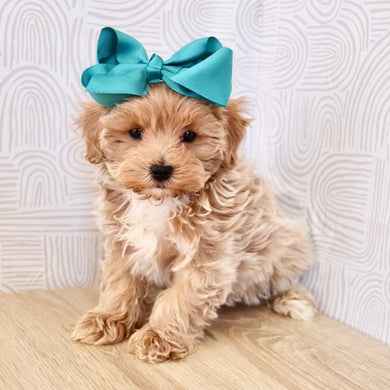 Tilda - Available Now