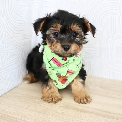 Marshall - Available Now