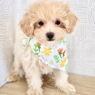 Link - Available Now