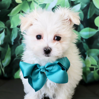 Hoops - Available Now