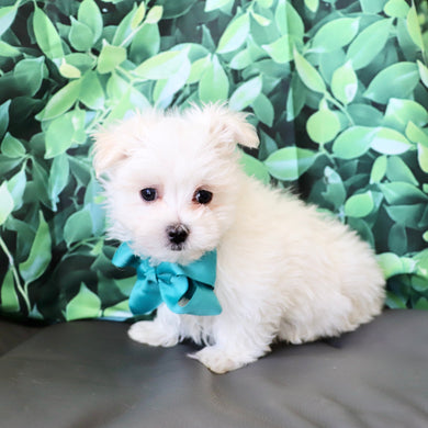 Hoops - Available Now