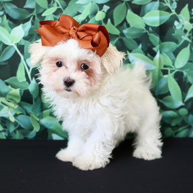 Bamba - Available Now