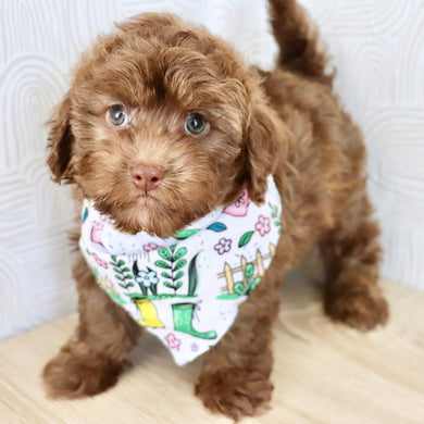 Knox - Available Now