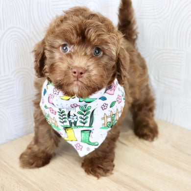 Knox - Available Now