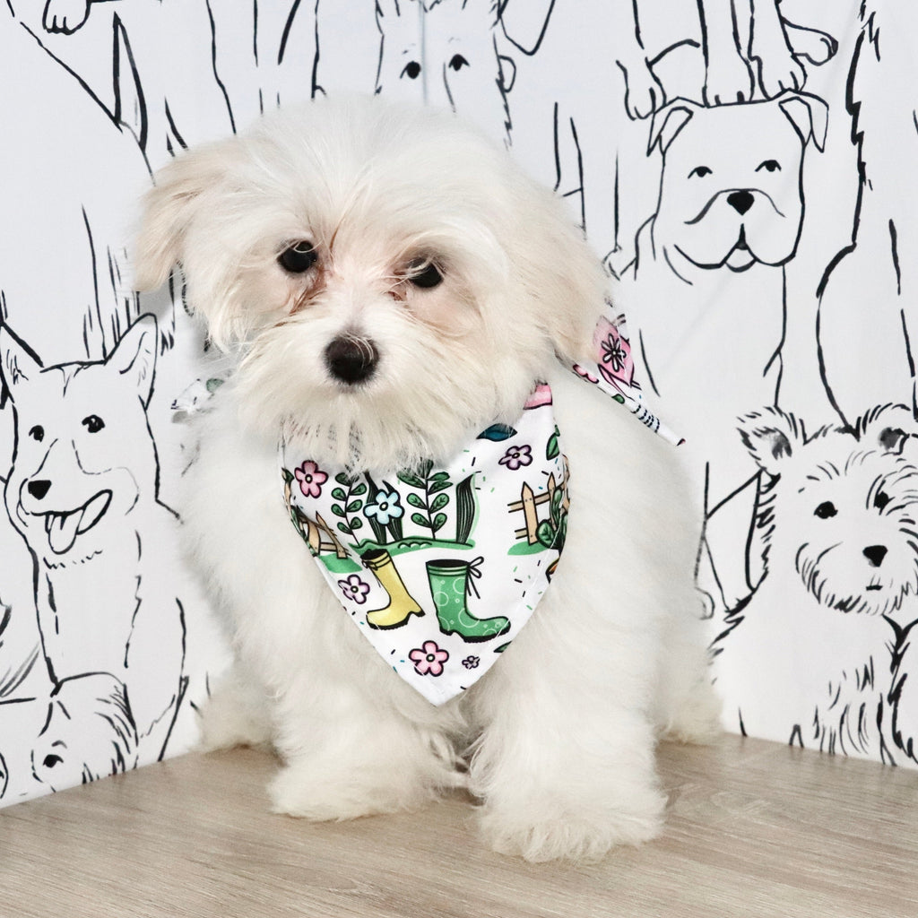 Susannah - Available Now