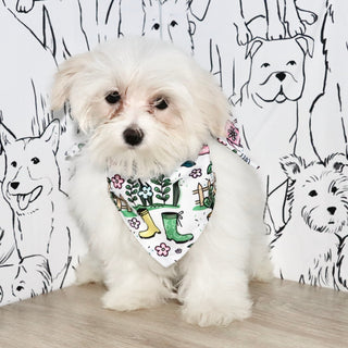 Susannah - Available Now