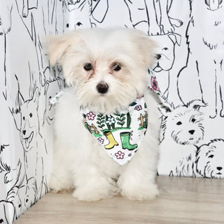 Susannah - Available Now