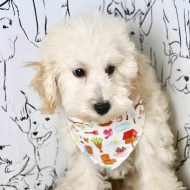 Tucker - Available Now