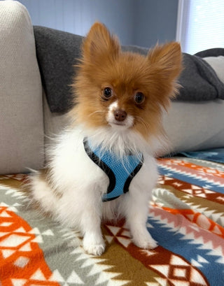 Adwin *PRE-TRAINED* - Available Now