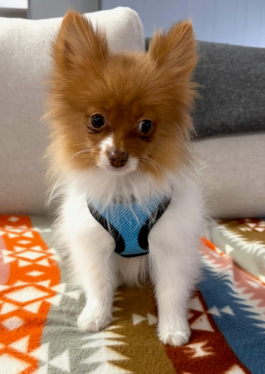 Adwin *PRE-TRAINED* - Available Now