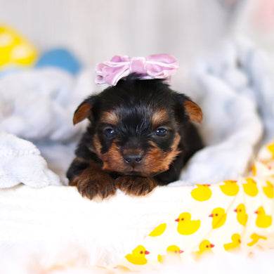 Tess - Available 5/14